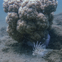 画像736