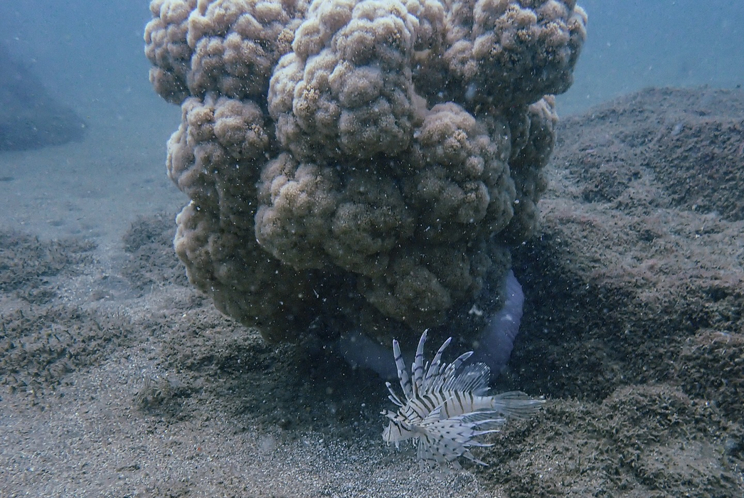 画像736