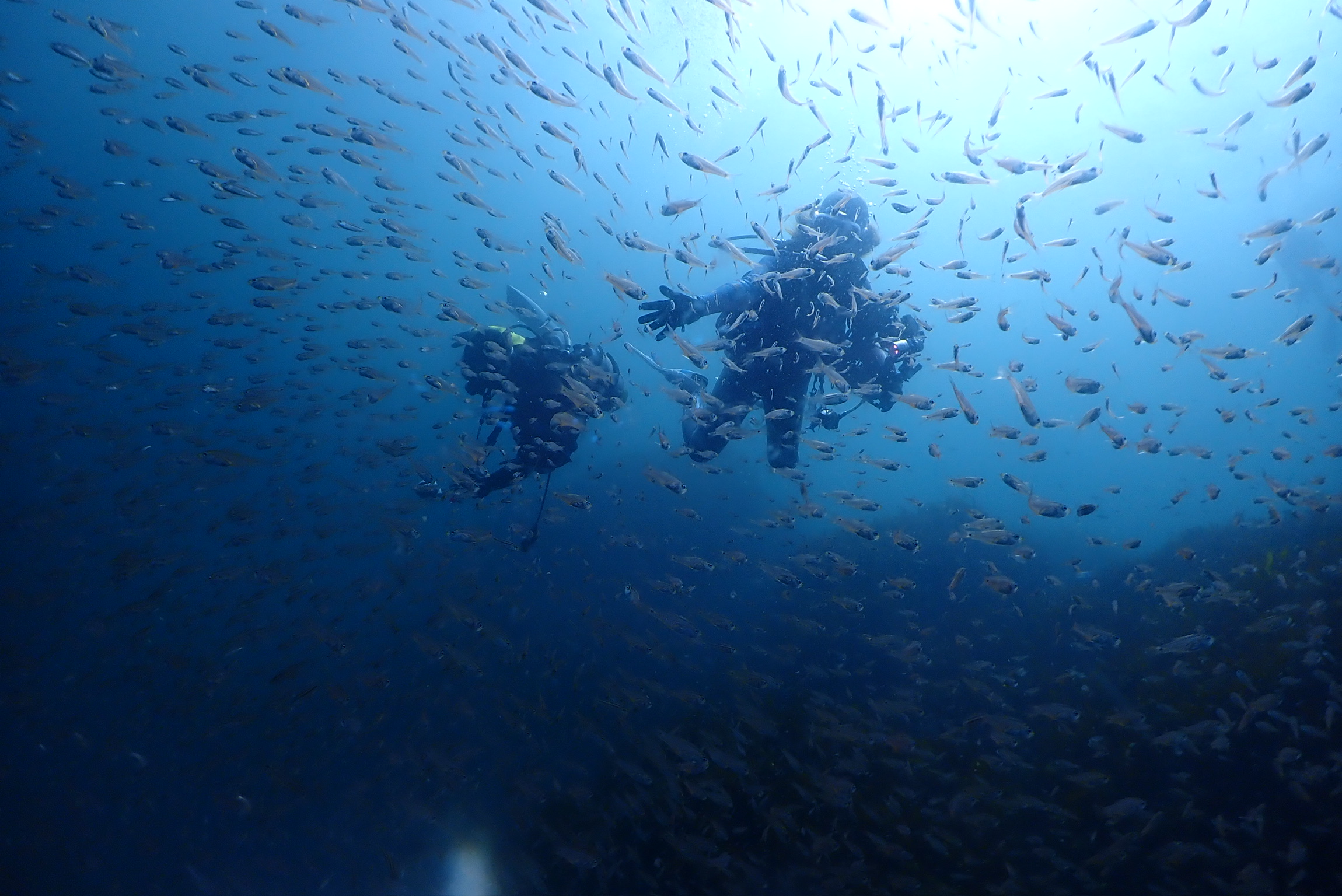 海の中の世界を探索しよう！