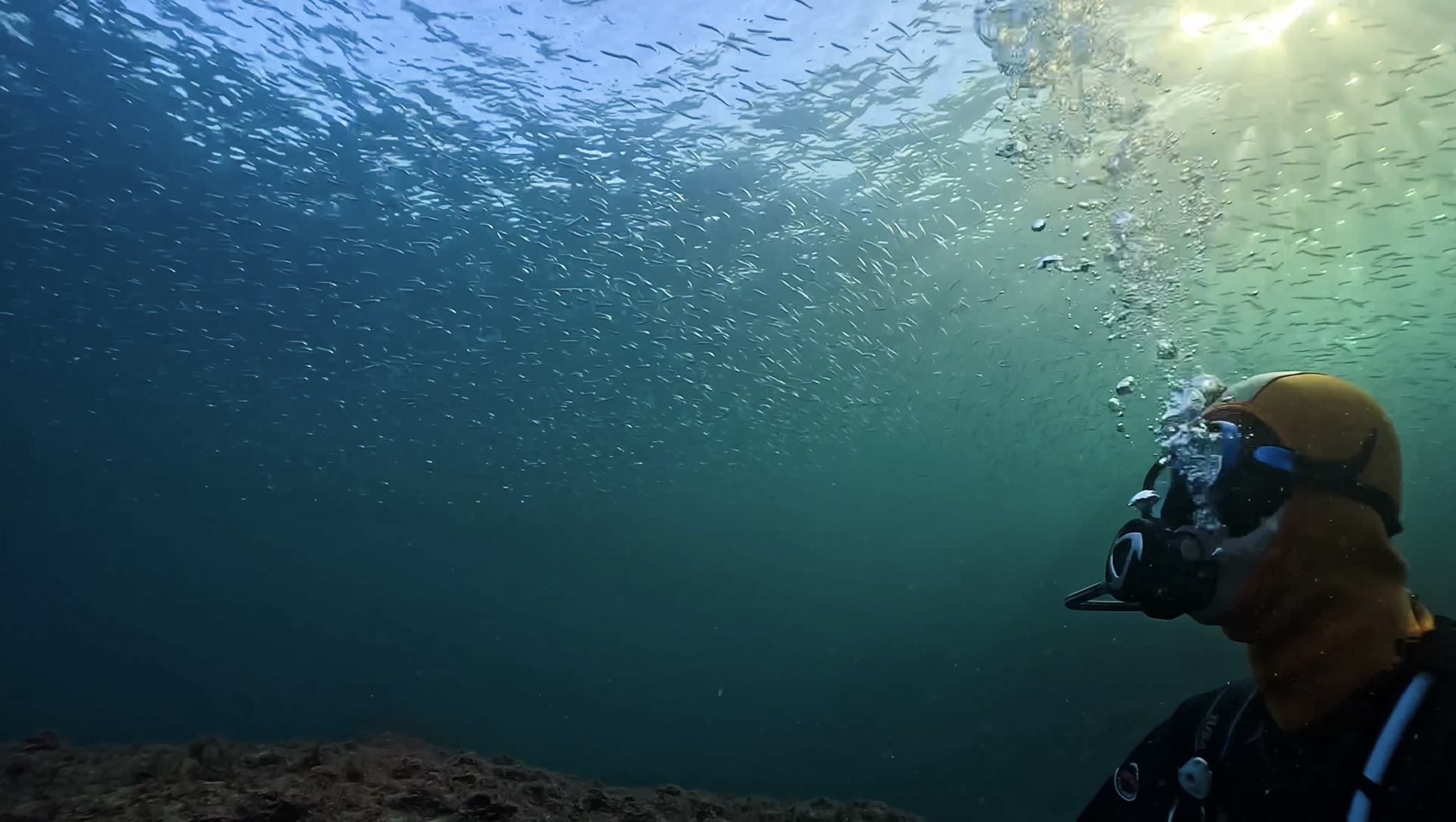 4. 色とりどりの海の生き物たち