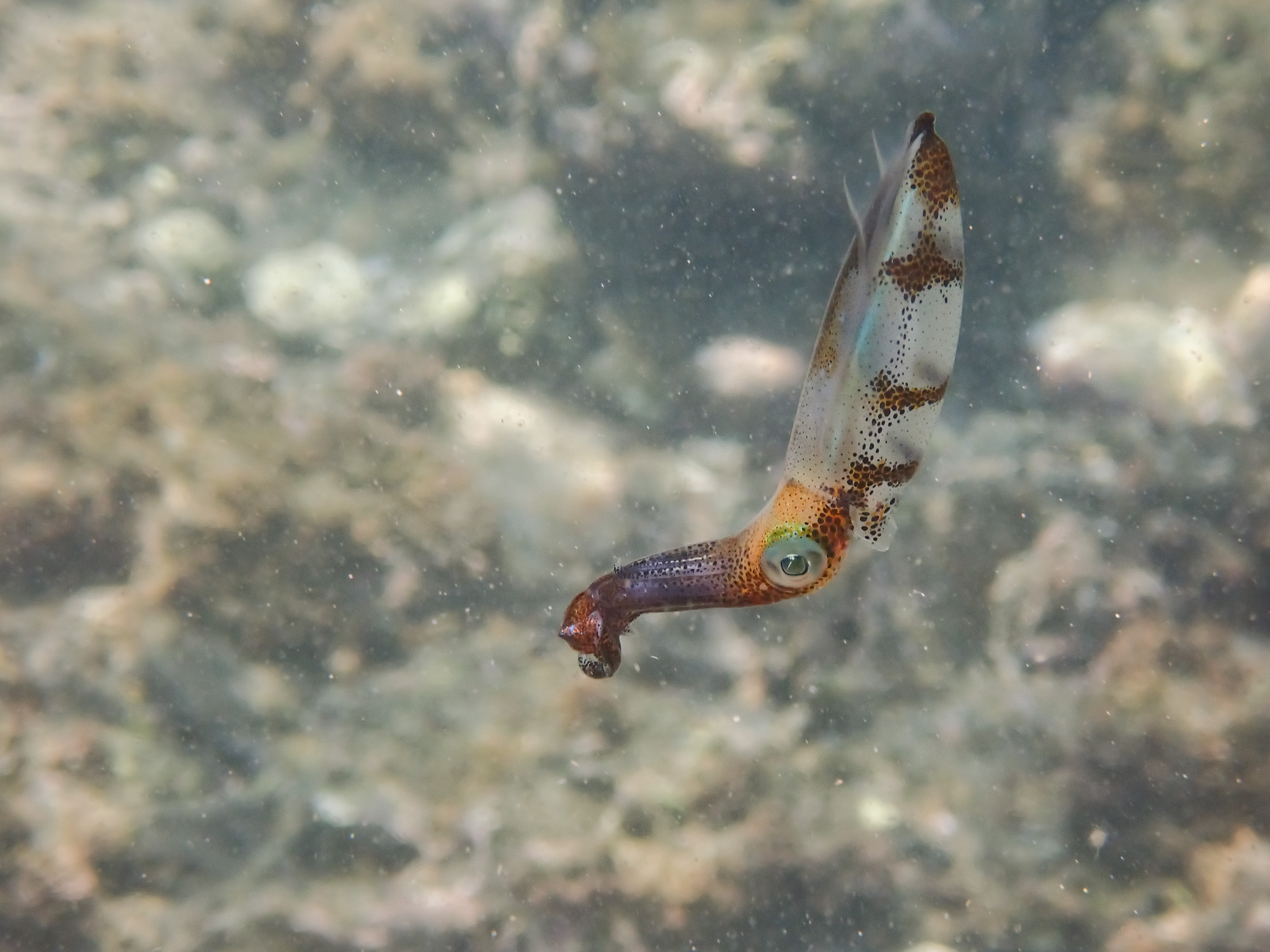 7. さあ、あなたの海の冒険を始めよう！