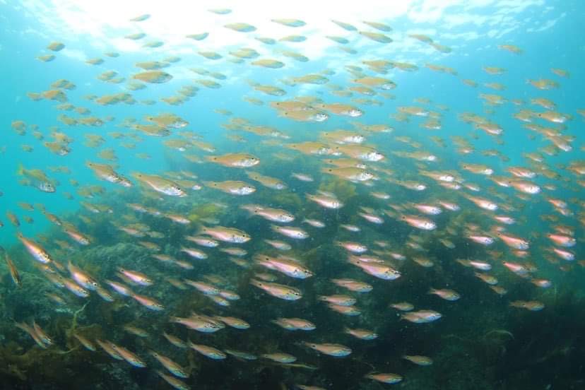 夏の相模湾で特別な体験を！ダイビングで美しい海を満喫しよう！