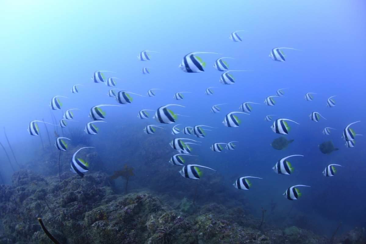 ダイビング体験の流れ