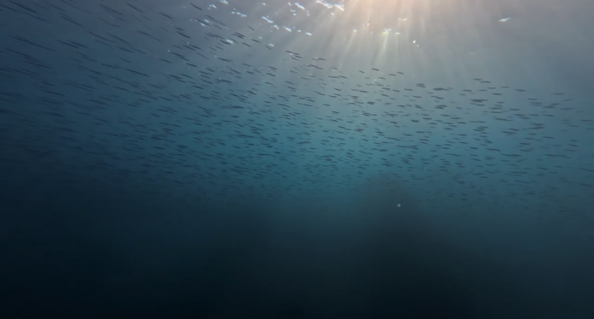 湘南の海で楽しむ、特別な水中アドベンチャー