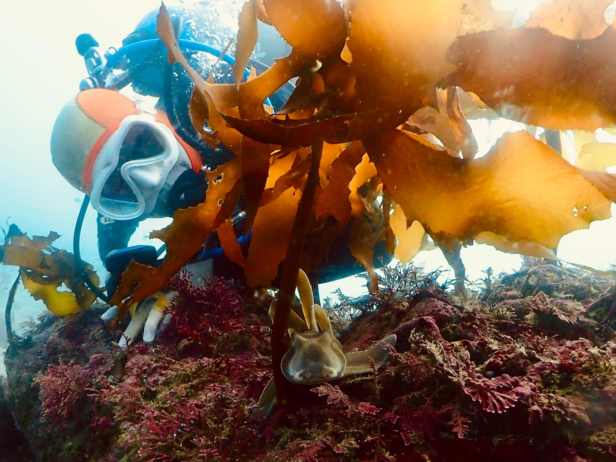 海の生物たちと触れ合う