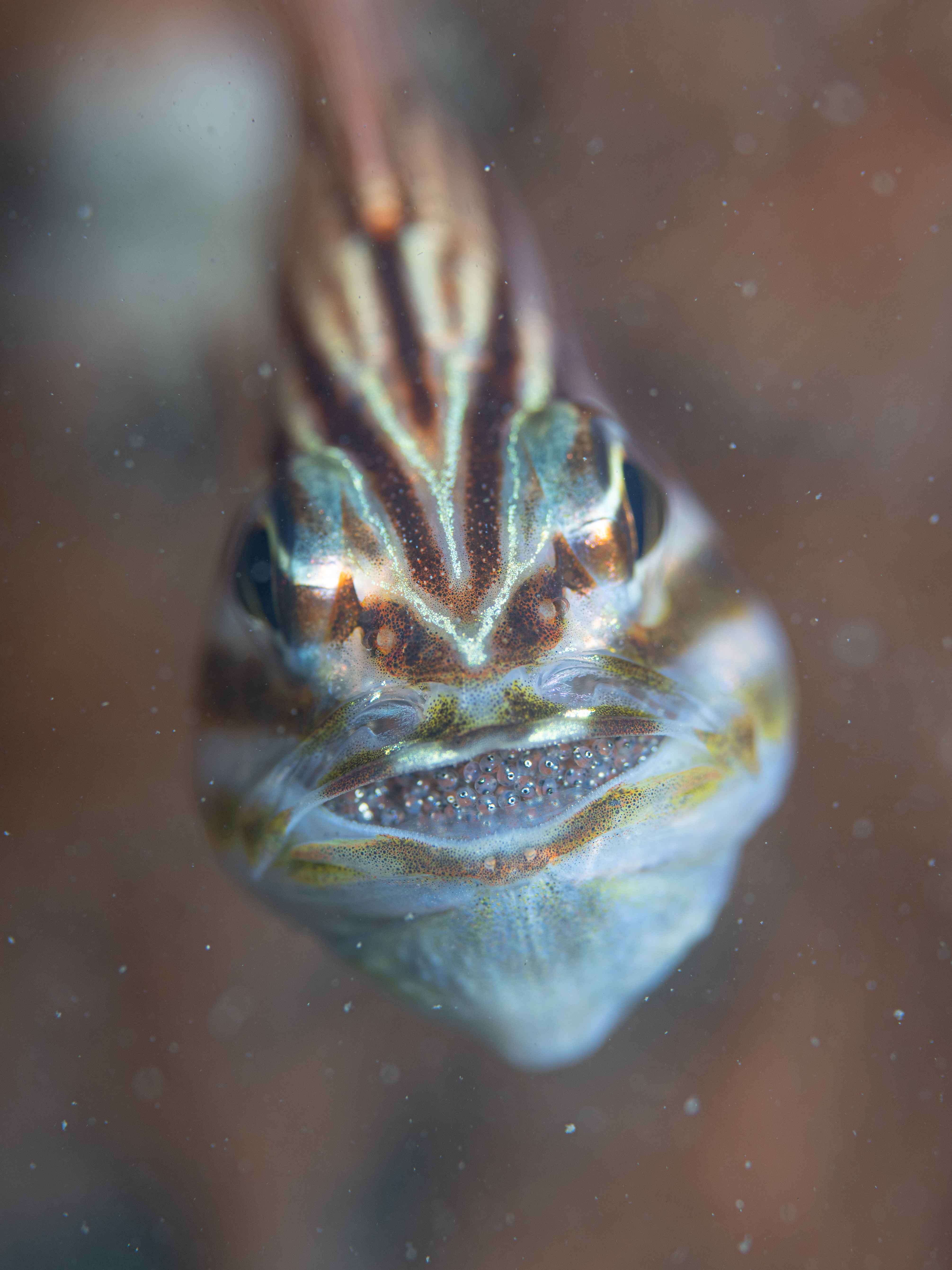 カラフルな生物と出会う