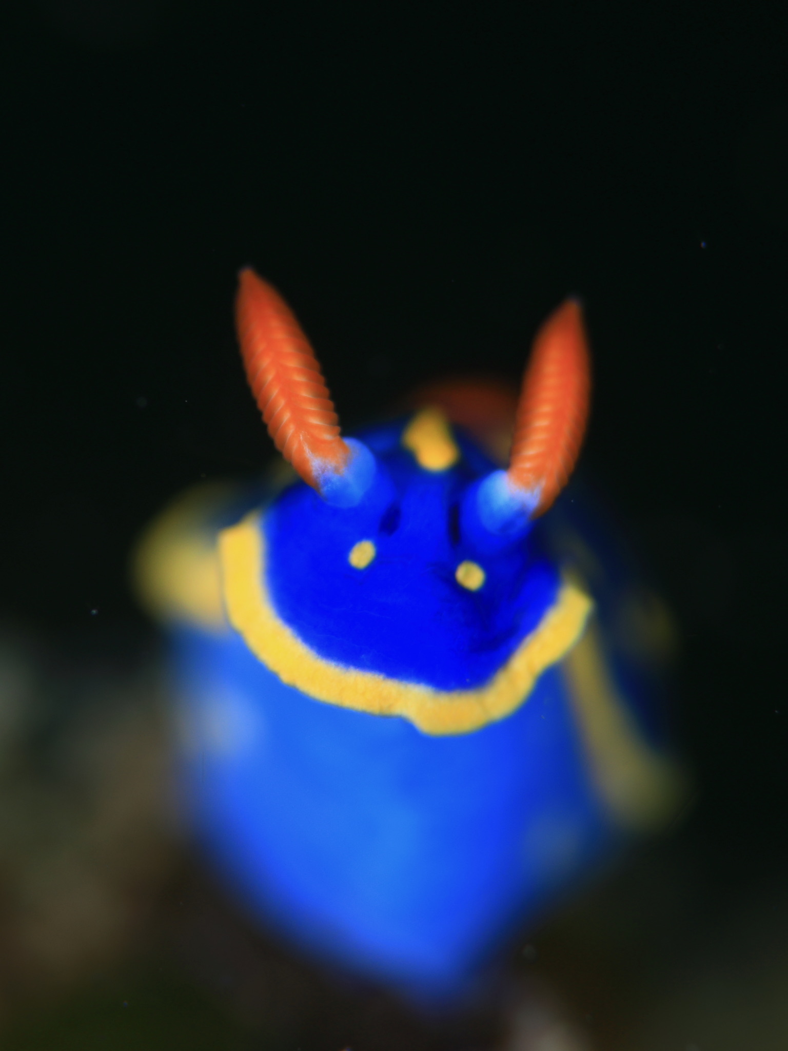豊富なウミウシの宝庫