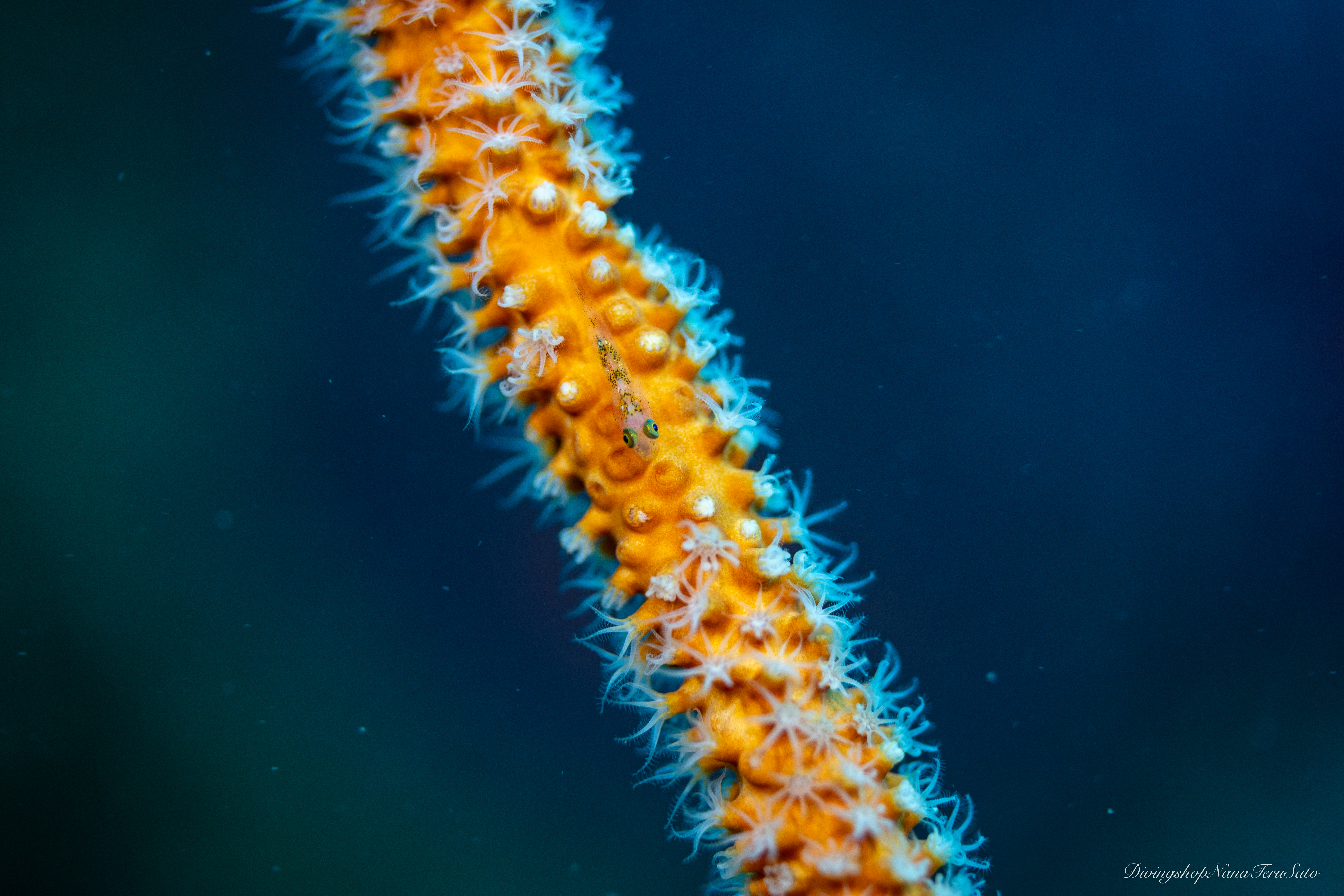 人気の海洋生物を知ろう