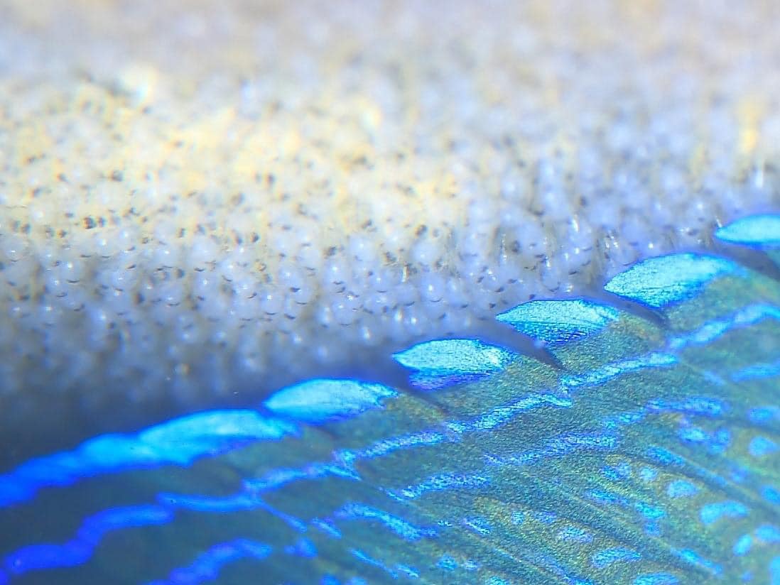 海の世界を体験しよう！